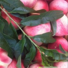 2014山东蒙阴蜜桃7月15日最新报价