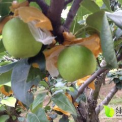 安徽砀山皇冠梨火爆招商中