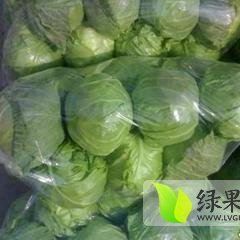 库存河北保定清苑韦各万亩《洋白菜》