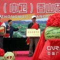 宁夏中卫富中绿硒沙瓜（10到25斤）专业合作社