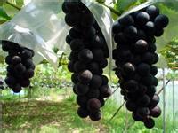 2014年陕西大荔夏黑葡萄价格