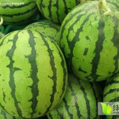 翁牛特旗乌丹余焱7月新红宝西瓜