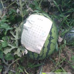 凌海西瓜绿色无公害右卫齐红艳诚信合作