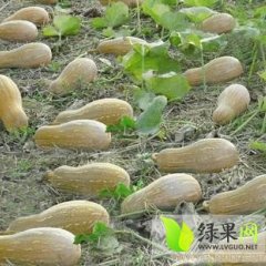 2021新野南瓜俏销大江南北