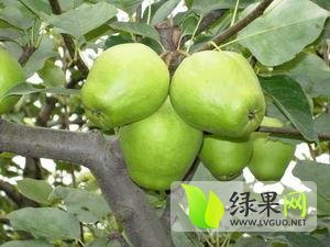 2014临渭梨走过路过不要错过