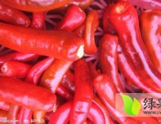 山西忻府韩国椒辣椒火热上市