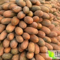 君山广兴张先生6月金韩密本南瓜