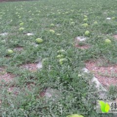 会宁郭城魏庭奎7月金城5号西瓜