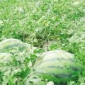 河南通许龙卷风西瓜品质优良