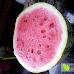 西安蓝田赫先生7月西农八号西瓜