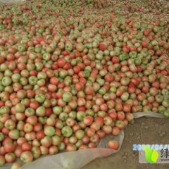 聊城硬粉，普粉西红柿