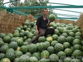 黑莲花价格