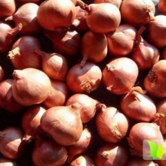 黑龙江道外毛葱洋葱价格适宜