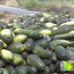 湖北宜城郑集镇大青皮冬瓜正在热销！