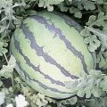乾安乾安赵佳奇7月8424西瓜