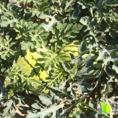 陕西定边西农八号6斤起西瓜价格行情平稳