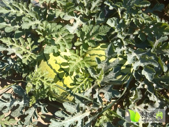 2014年陕西定边西农八号6斤起价格