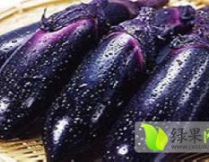 山东泗水茄子大量上市，基地种植，上货量大，价格优惠