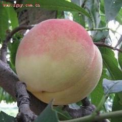 2014大荔蜜桃再不来就没机会了！