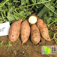 河北威县紫薯红薯随行就市