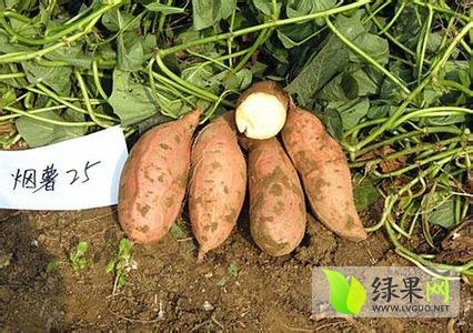 2014年河北威县紫薯价格