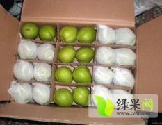陕西大荔早酥梨绿色无公害