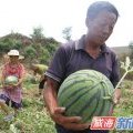昌乐西瓜绿色无公害尧沟翟娜诚信合作