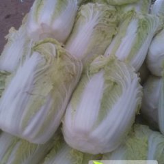 永昌娃娃菜大量上市中