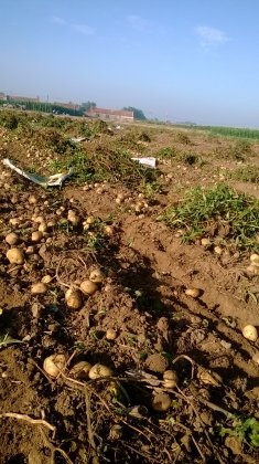 2014沈阳市苏家屯区土豆抓住商机无限