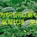 公主岭西瓜现已陆续成熟、货源充足