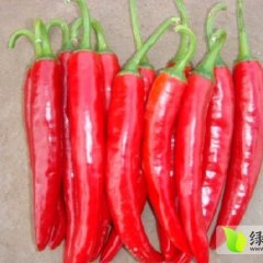 金乡县，金塔，山鹰以大量上市。