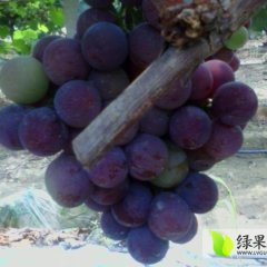 威县葡萄绿色无公害,106国王超玉诚信合作