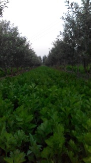 2014武清芹菜收购工作全面开展