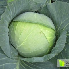 内蒙古喀喇沁旗卷心菜随行就市
