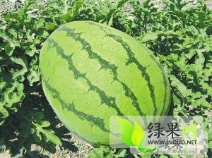 安农二号价格