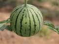 忻府曹张周东宁7月新红宝西瓜
