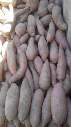 河北饶阳龙署九号现已大量上市