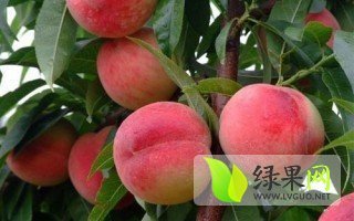 大荔蜜桃长势旺盛,范家张波诚信合作