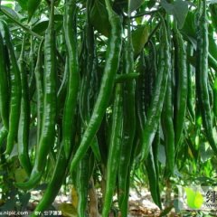 山西夏县螺丝椒辣椒火热上市