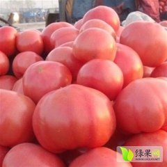 露地西红柿大量上市
