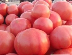 露地西红柿大量上市