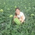 河北宣化巨龙西瓜是名优特产