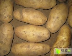 河北围场益民马铃薯专业种植合作社：朝阳湾丁福祥