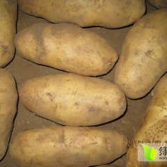 河北围场益民马铃薯专业种植合作社：朝阳湾丁福祥