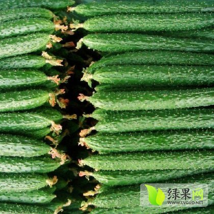 2014年山东东昌府德瑞特721黄瓜价格