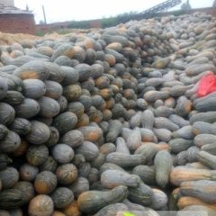 金韩，惠研，密本南瓜上市了