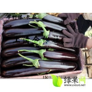 2014年山东青州布利塔长茄价格