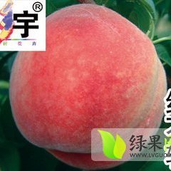 蒲城镇党师傅7月红不软蜜桃