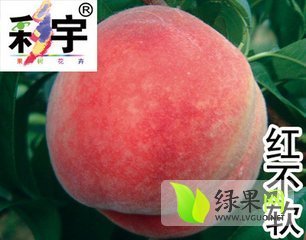 红不软价格