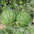 新沂高流谢先生华丰8424西瓜
